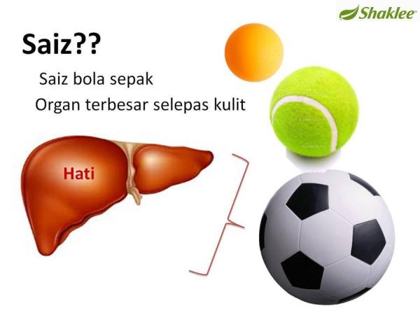 Pengedar Shaklee kepala batas,shaklee bertam,shaklee sungai petani,shaklee bukit mertajam,shaklee butterworth,shaklee penang,shaklee kedah,shaklee utara,shaklee perak,shaklee nibong tebal,shaklee seberang perai,shaklee bertam,shaklee bertam putra ,shaklee bertam perdana,Shaklee prai,Shaklee penaga,Shaklee Bandar perda,shaklee indonesia ,shaklee taiwan,shaklee sabah,shaklee malaysia,shaklee penaga   