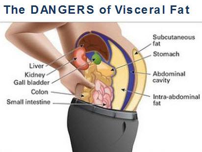 viseral fat