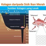 Shaklee Bertam:Kenapa Shaklee pilih kolagen dari sisik ikan merah?