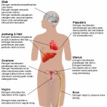 Hormon Estrogen dan Phytoestrogen 