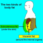 Mengapa Viseral Fat Sangat Bahaya?