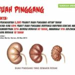 TANDA AWAL PENYAKIT BUAH PINGGANG